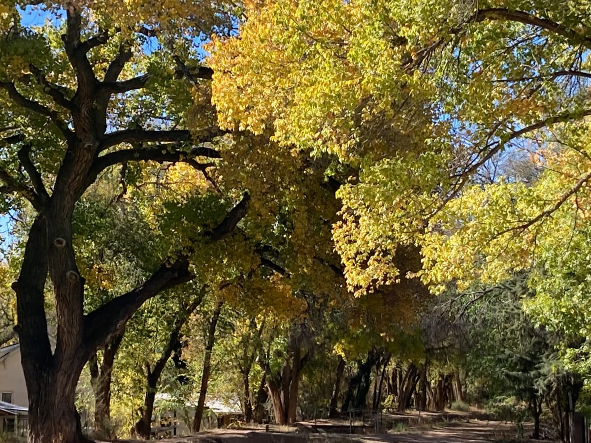 New Year of the Trees