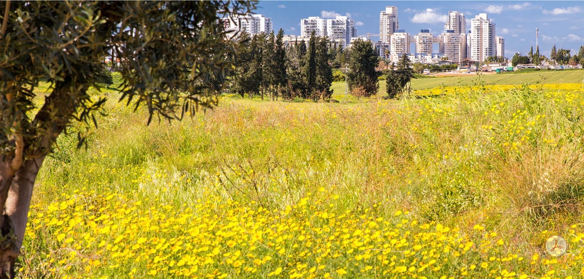 A Tale of Two Cities, Rehovot and Albuquerque