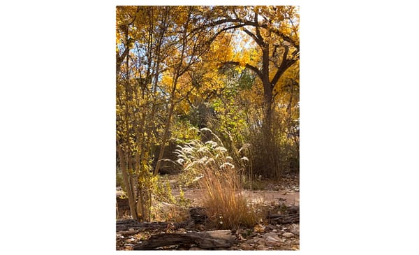 Navajo Places Named for Trees