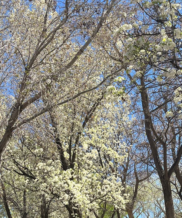 New Mexico Jewish Journal: The 2026 Awards Are Already Rolling In